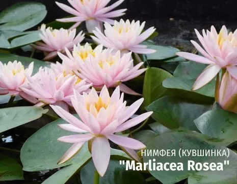 Marliacea Rosea